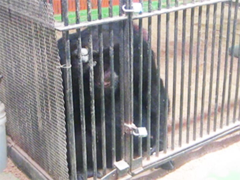 PETA offers reward for information about missing Festus chimp